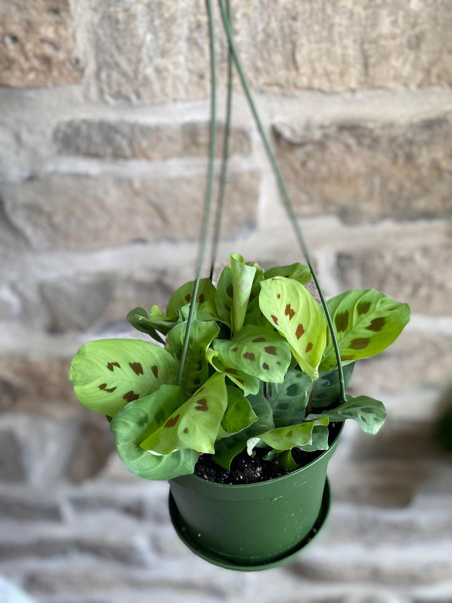 Maranta Prayer Plant 6"
