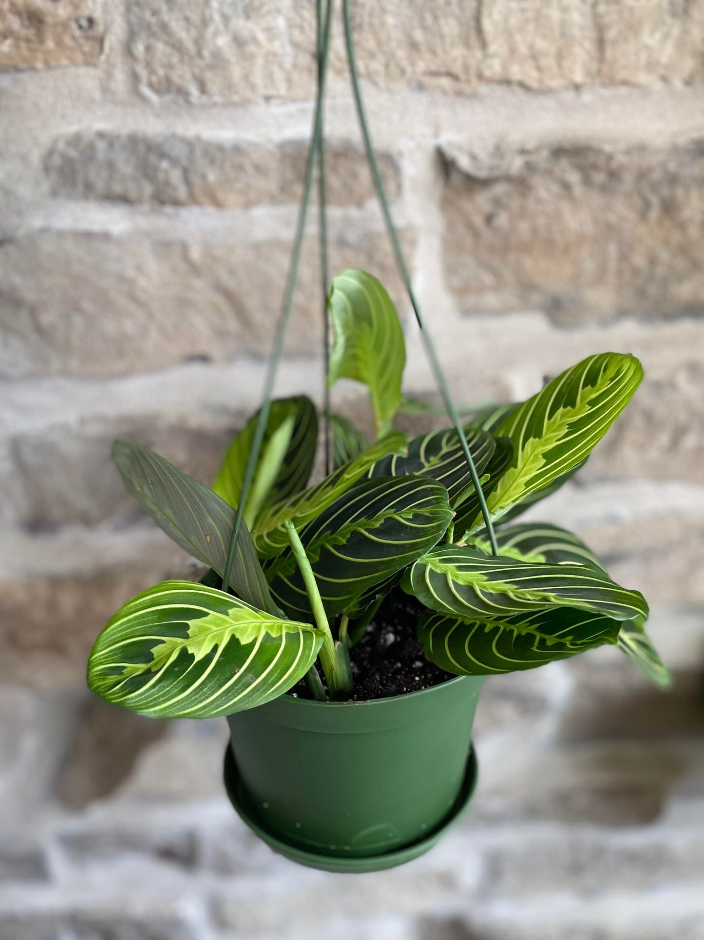 Maranta Prayer Plant 6"