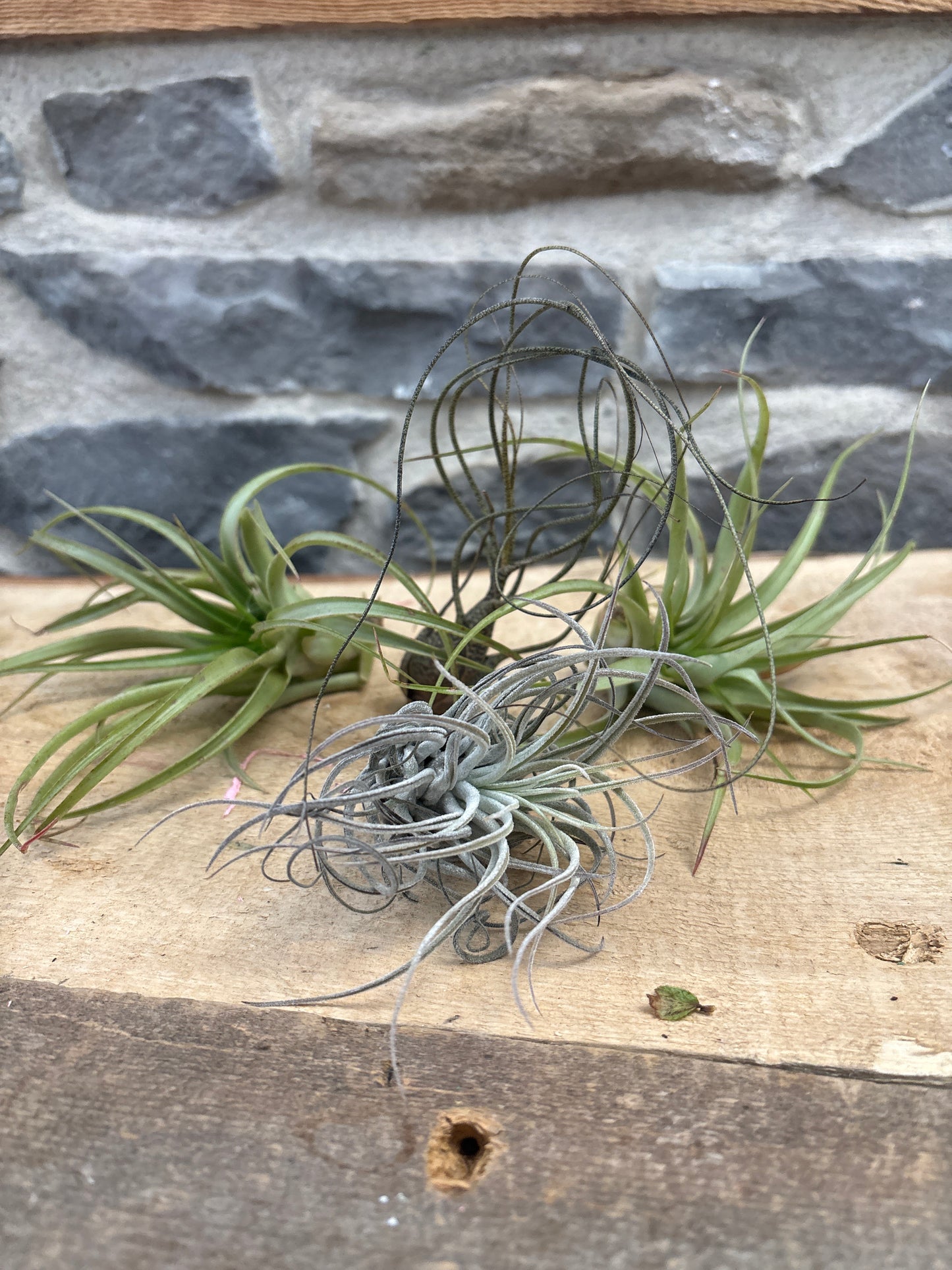 Large Air Plants