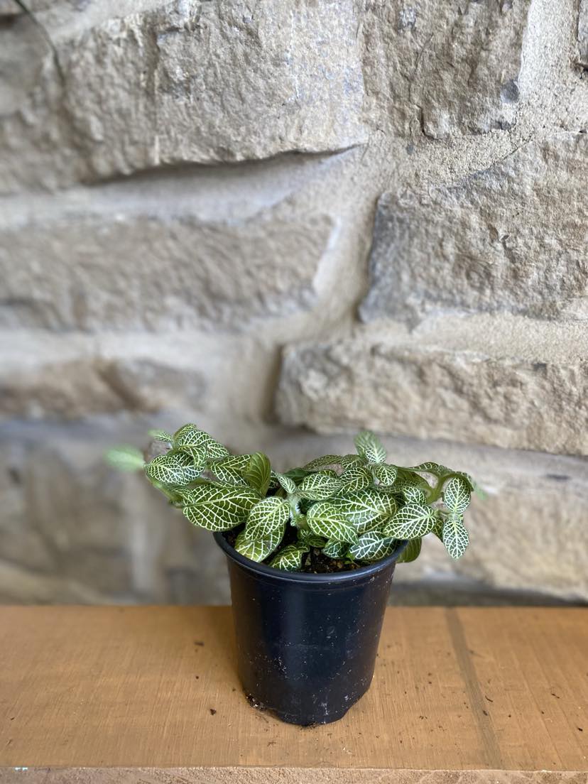 4 " Nerve Plant