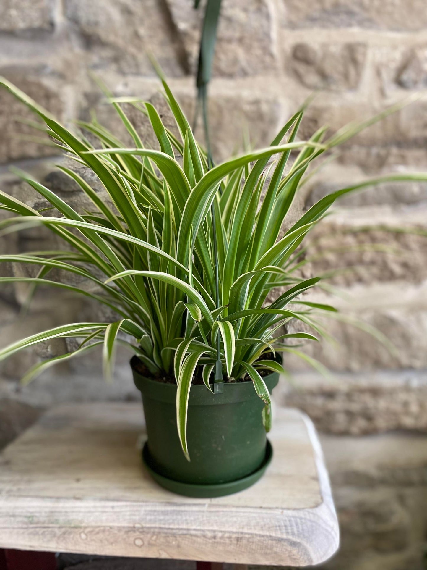 6" Hanging Spider Plant