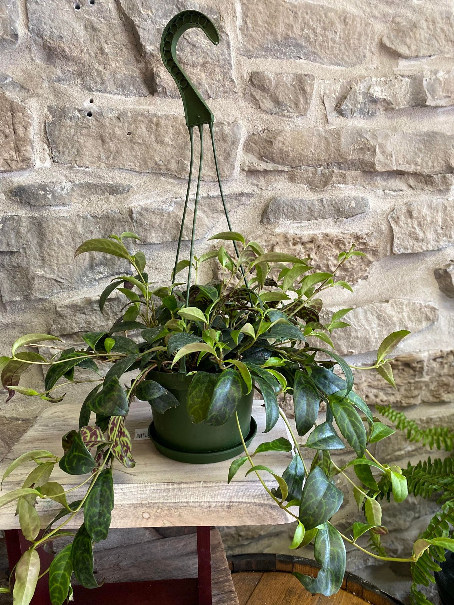 6" Zebra Vine Plant