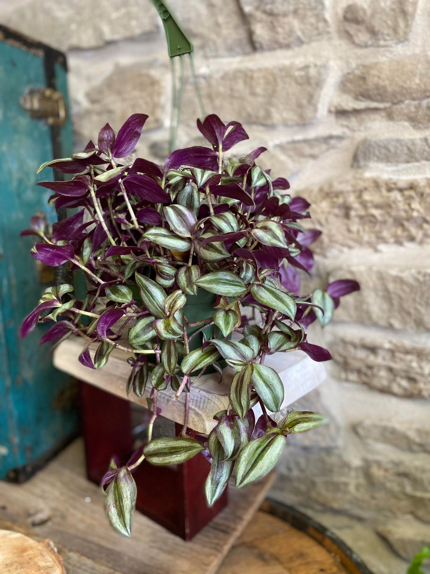 6" Hanging Tradescantia Plant