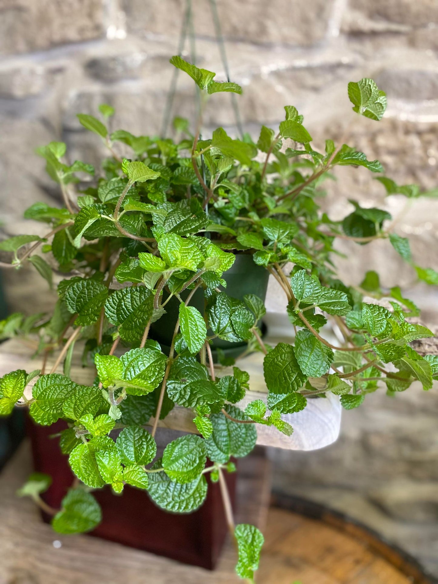 6" Creeping Charlie