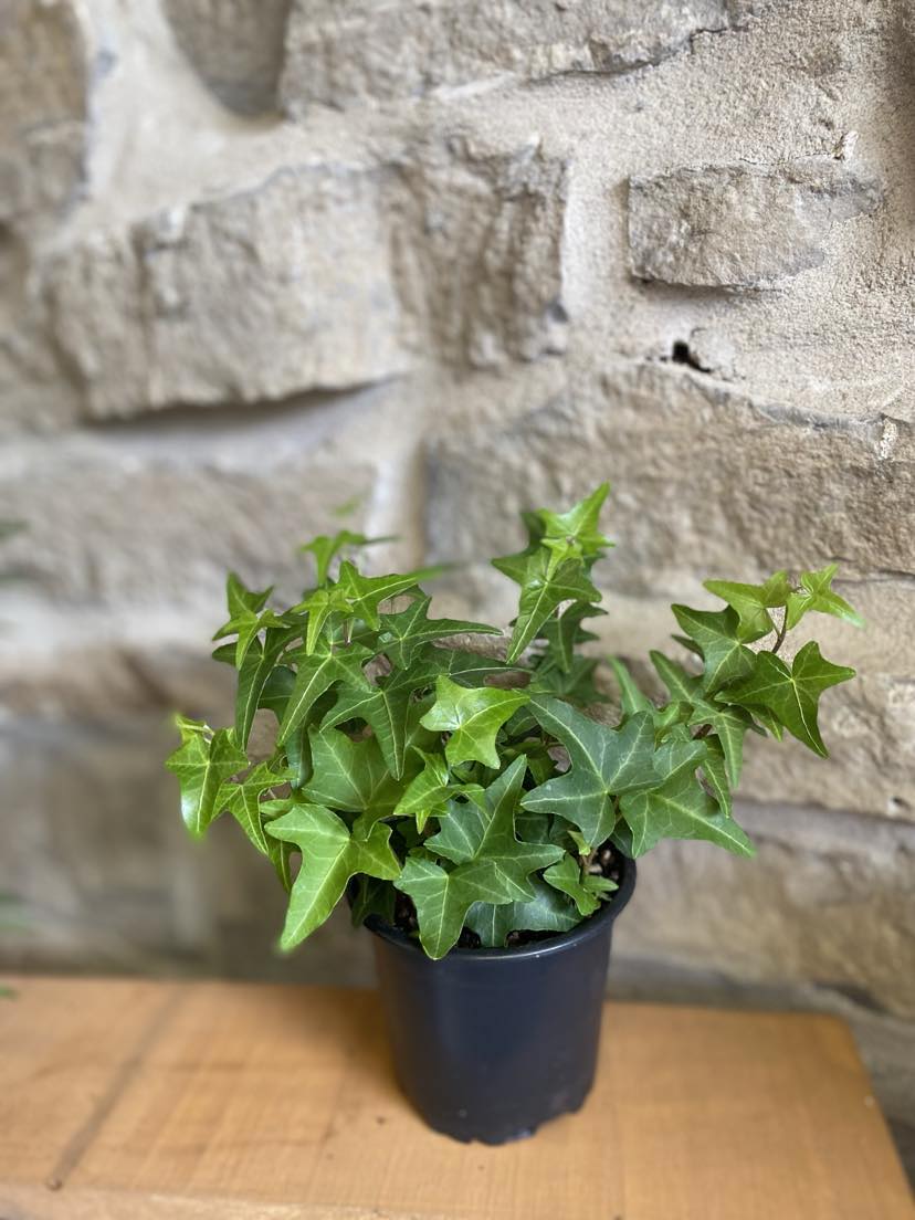 4" Ivy Plant (Hedera helix)
