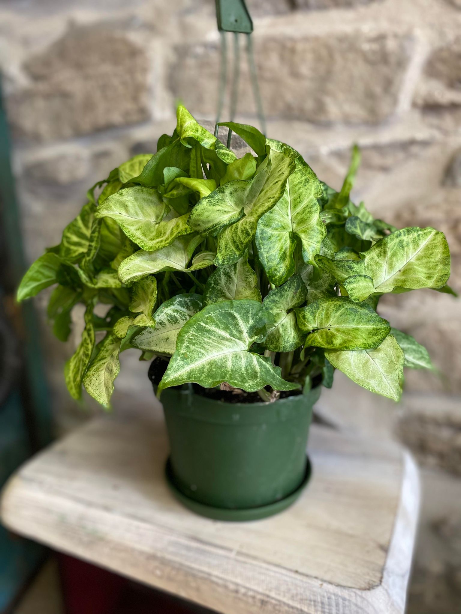 hanging arrowhead plant 6" Hanging Arrowhead Plant – Wild Little Roses