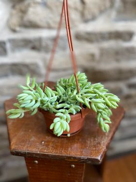 4" Burro's Tail