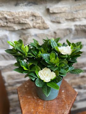 6" Gardenia Jasminoides