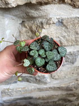 String of Hearts