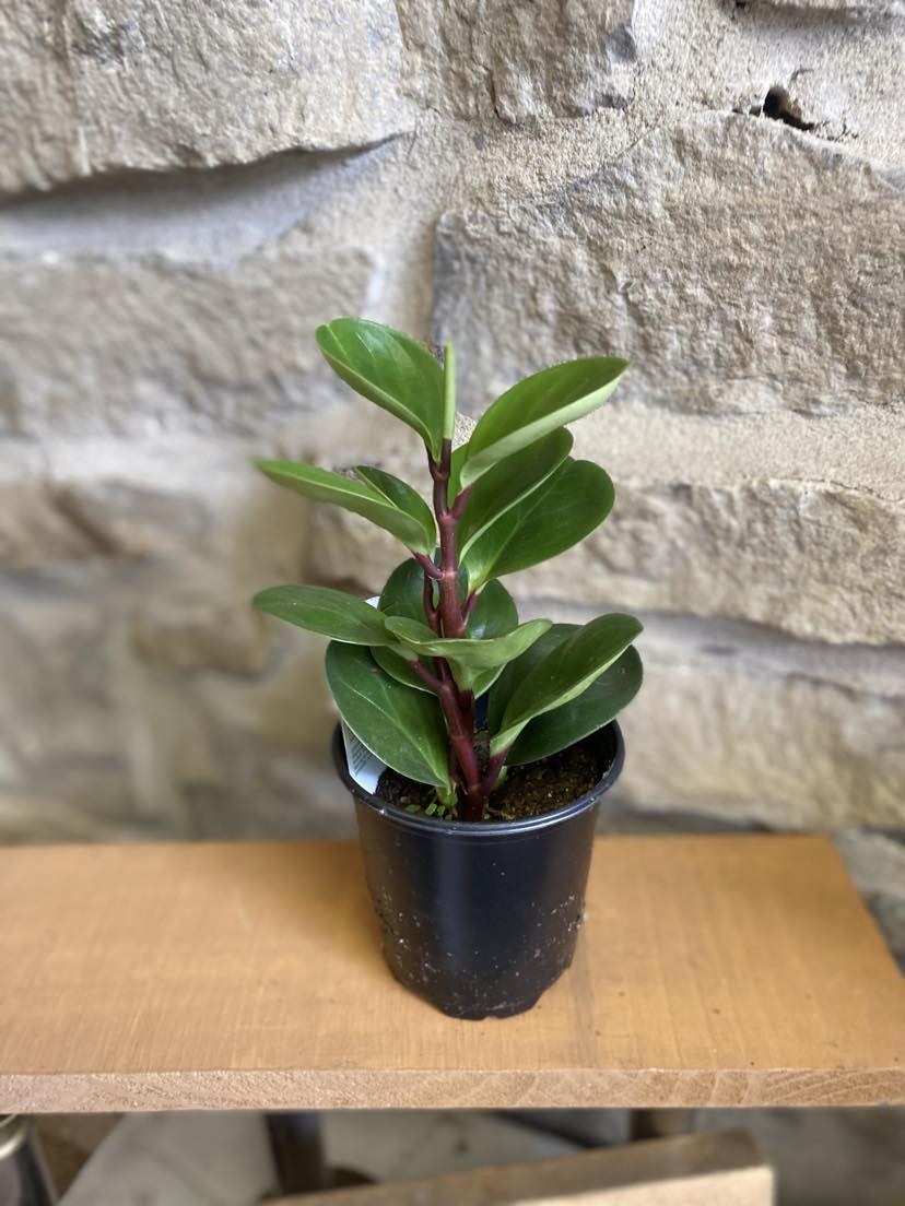 4" Peperomia obtusifolia