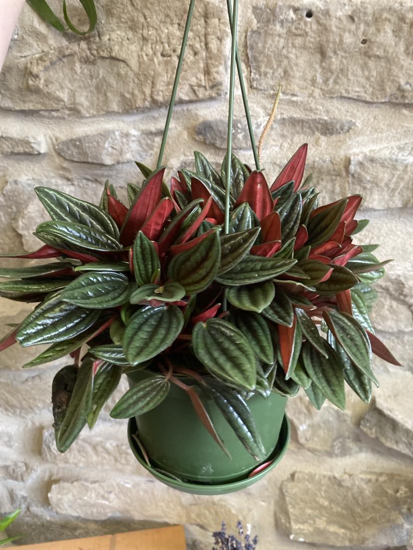 6.5" Hanging Peperomia Rosso