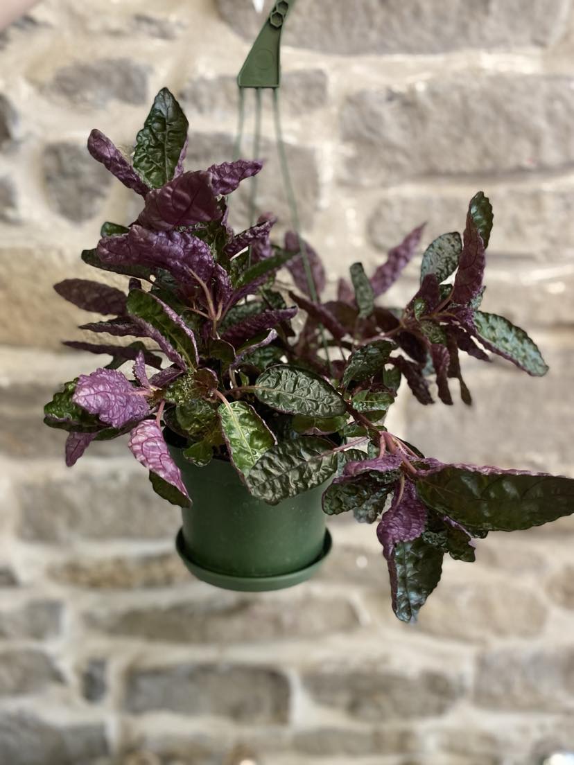 6" Purple Waffle Plant