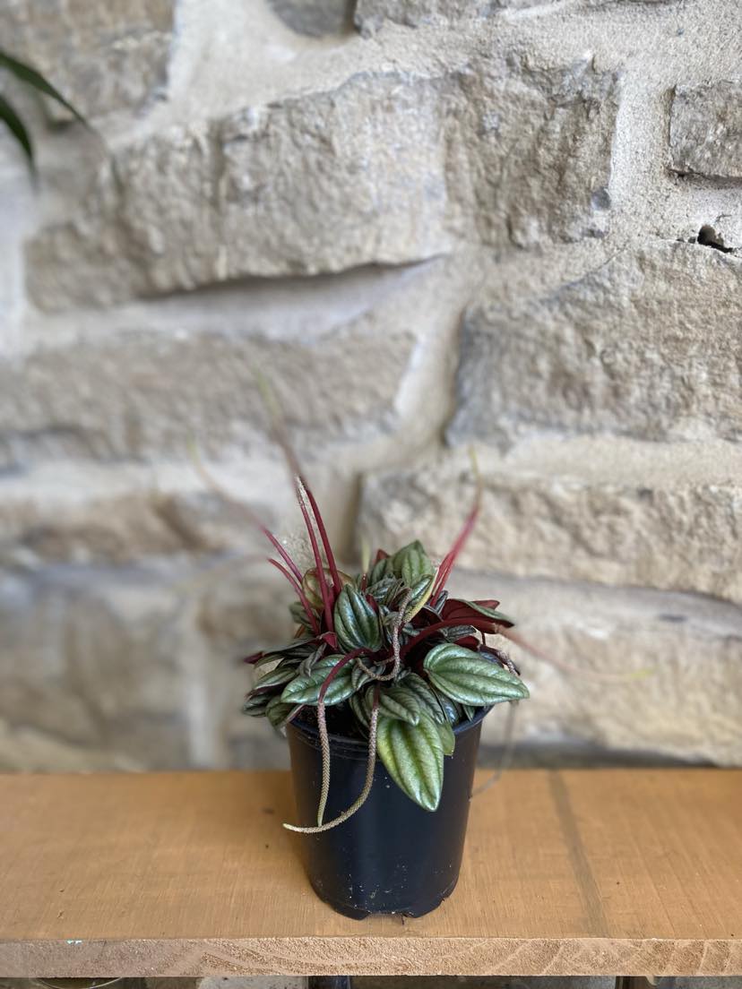 4" Peperomia Rosso