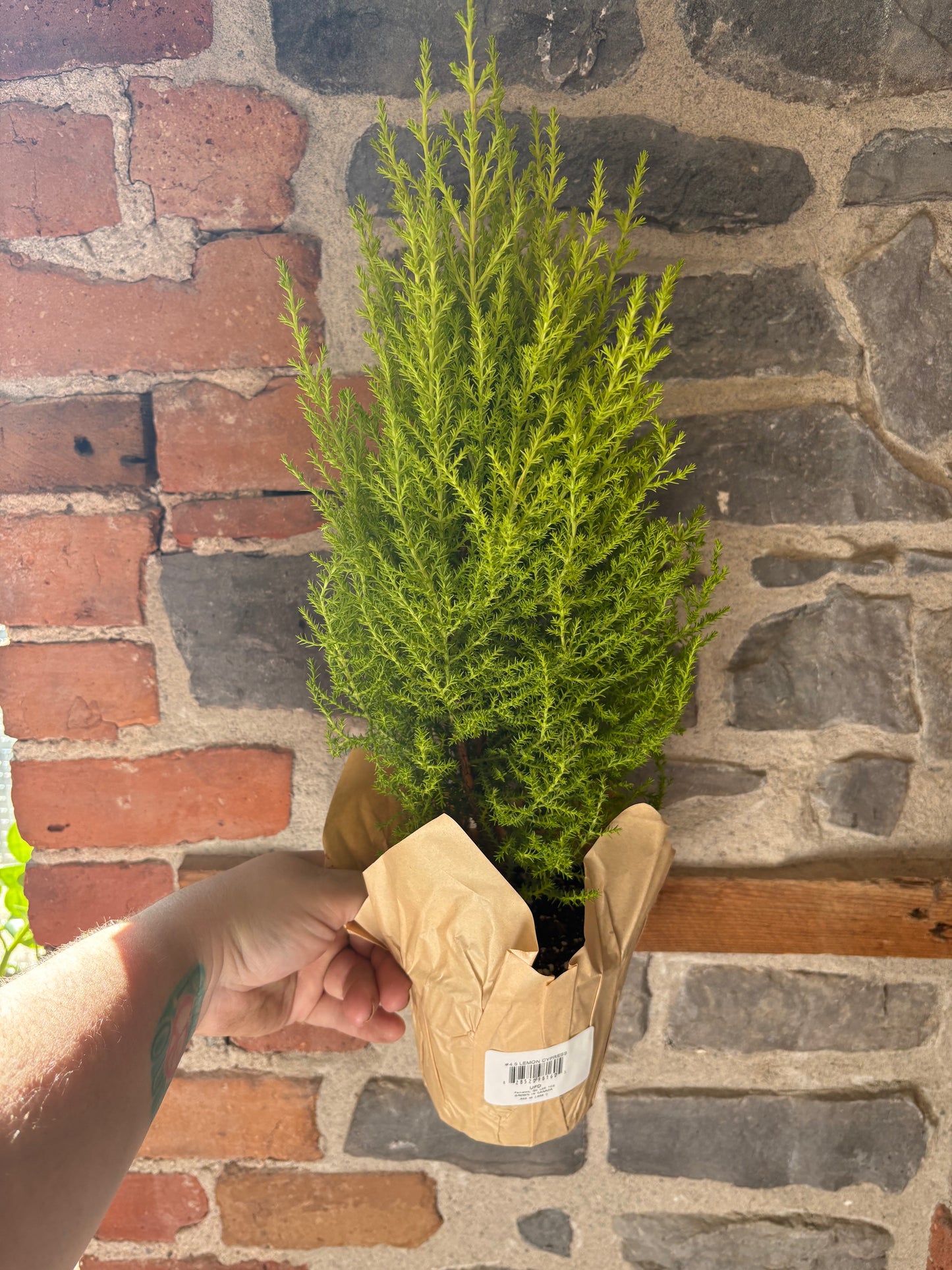 Lemon Cypress Tree 6”