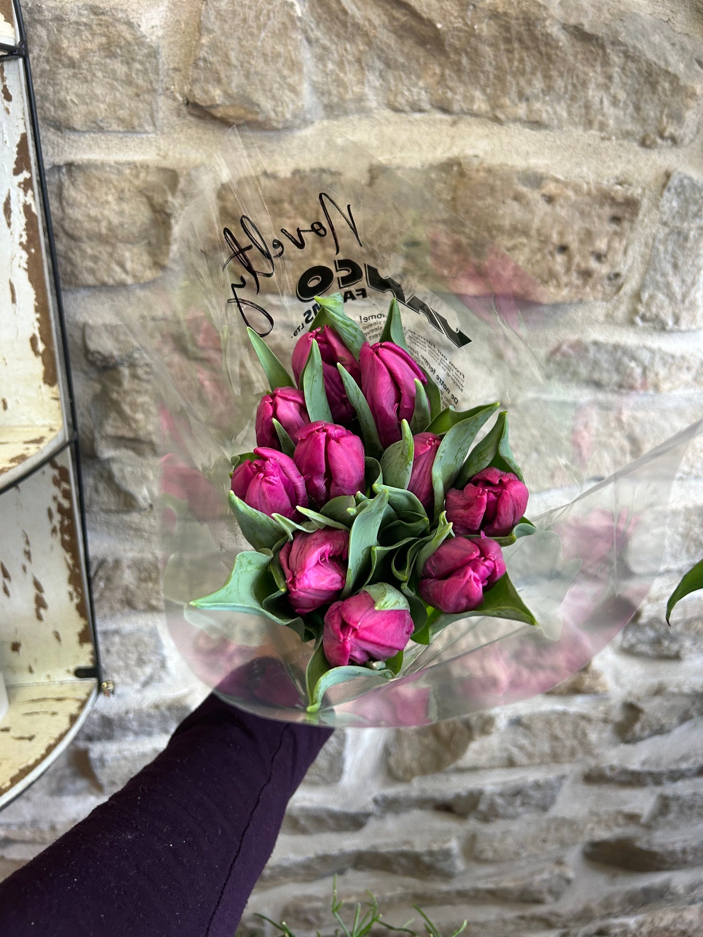 Parrot Tulips