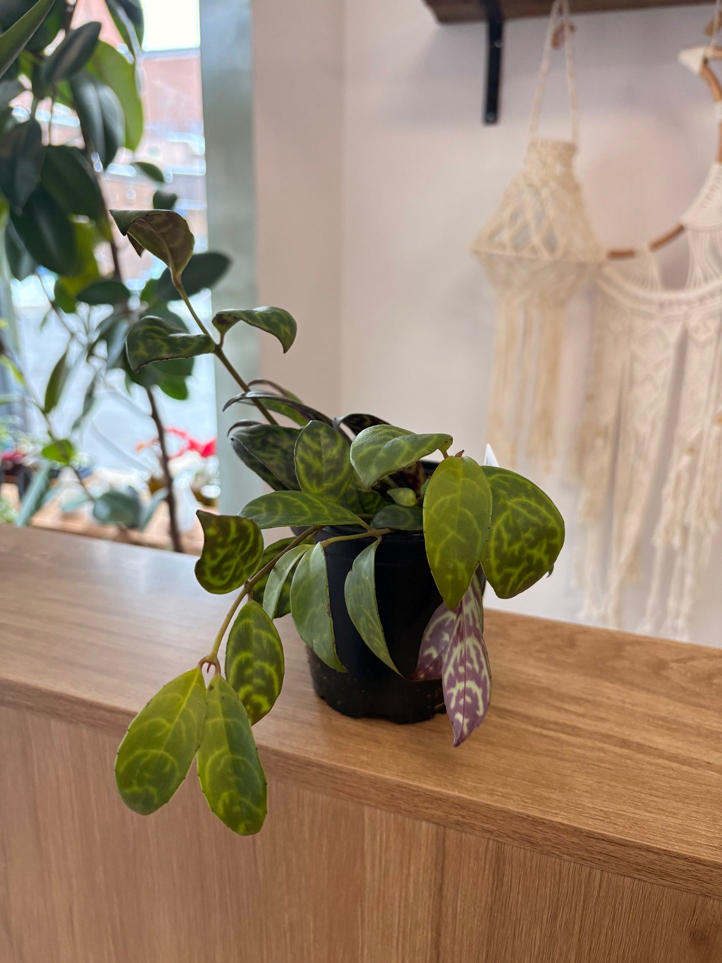 Lipstick plant 4”