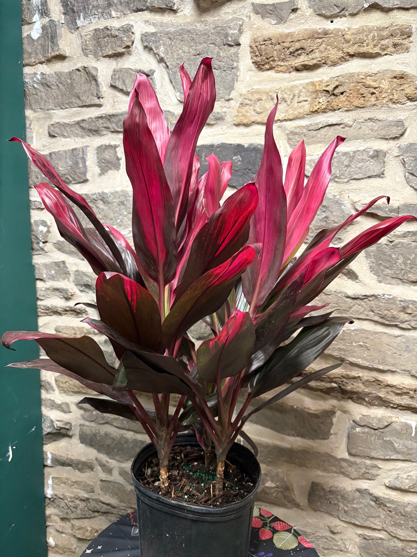 Cordyline Florica 10”