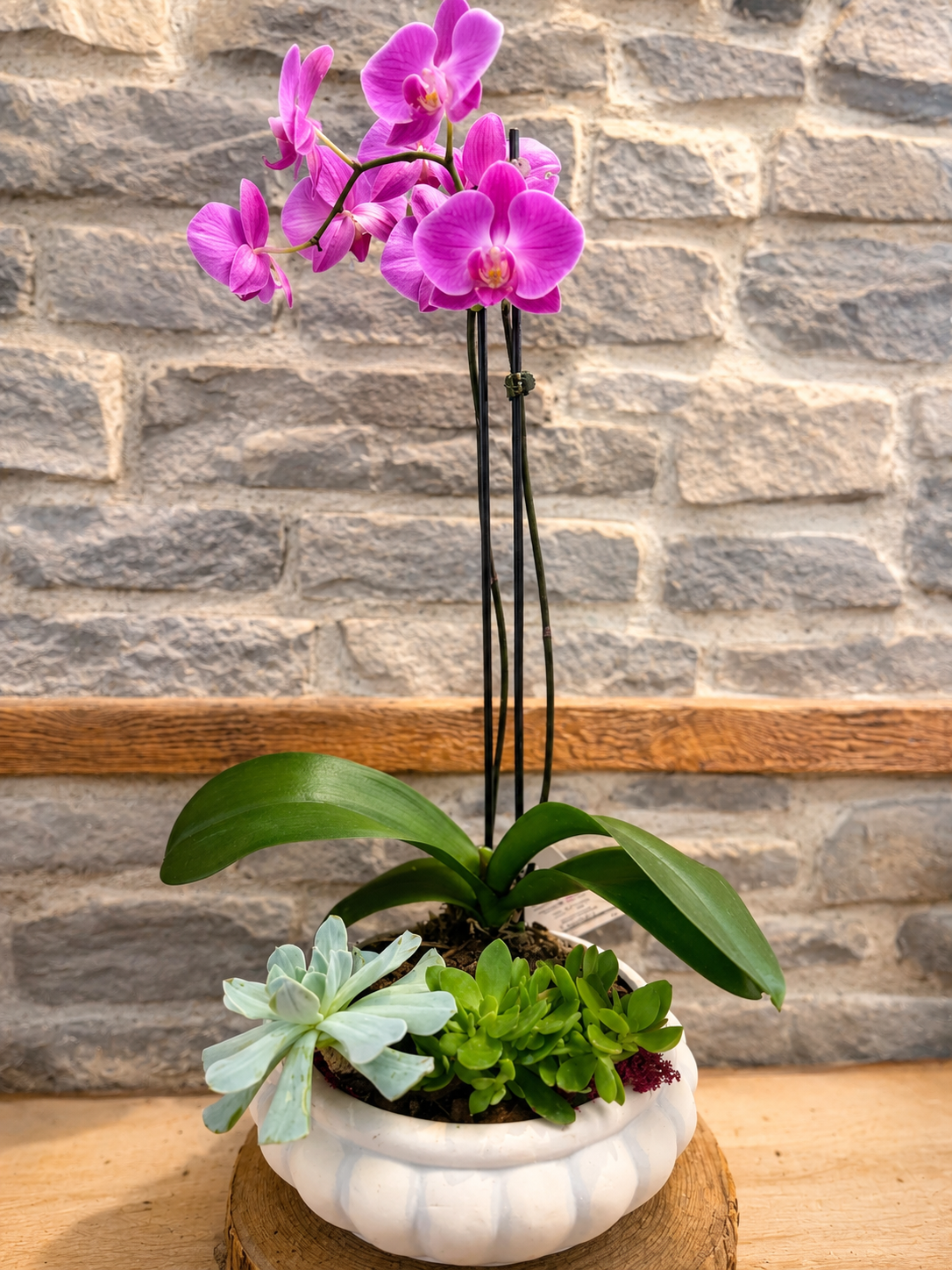 The Wild Orchid Planter