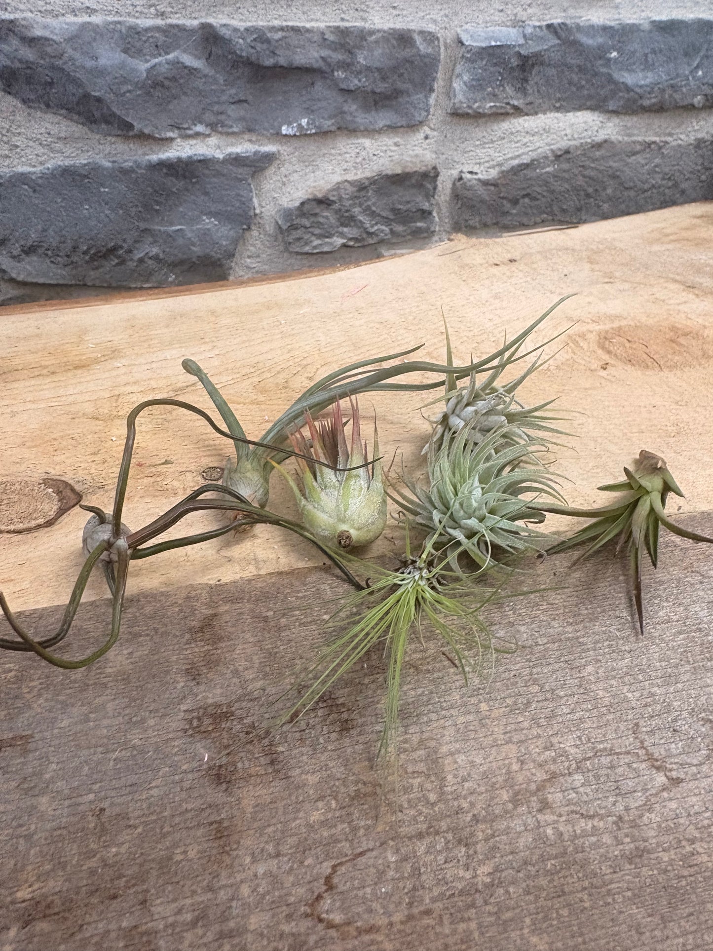 Medium air plants