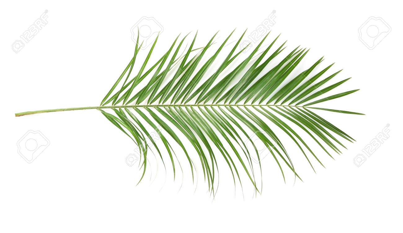 SAGO PALM - Wild Little Roses
