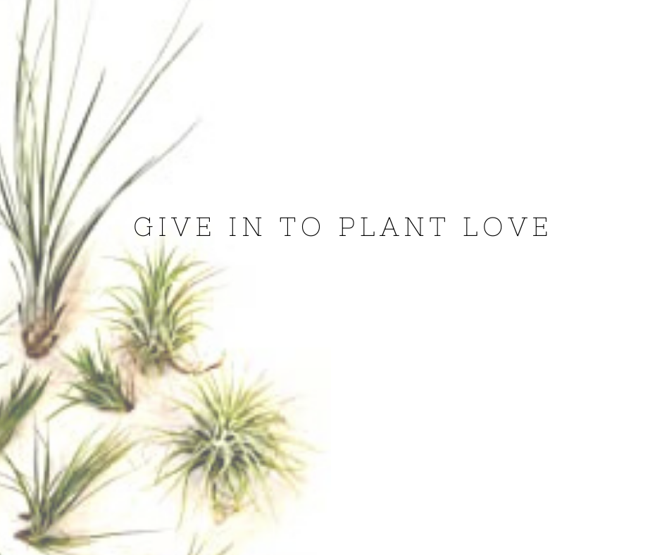 Monthly Air Plant Happiness Subscription - Wild Little Roses