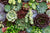 80 assorted succulent plugs, 1.5 inch" - Wild Little Roses