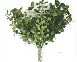 BRILLANTINA - Wild Little Roses