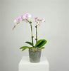 Orchid Plant