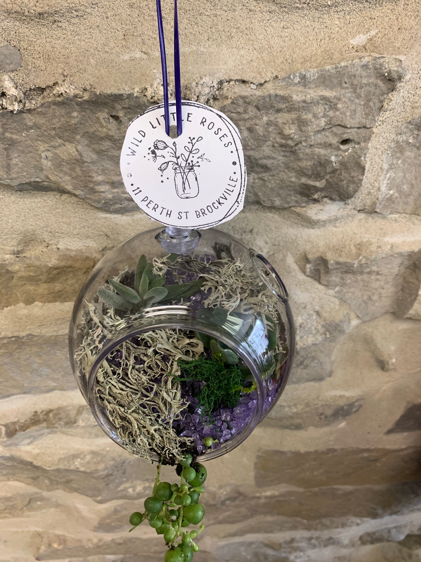 Succulent Globe - Wild Little Roses