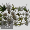 Air Plants, large