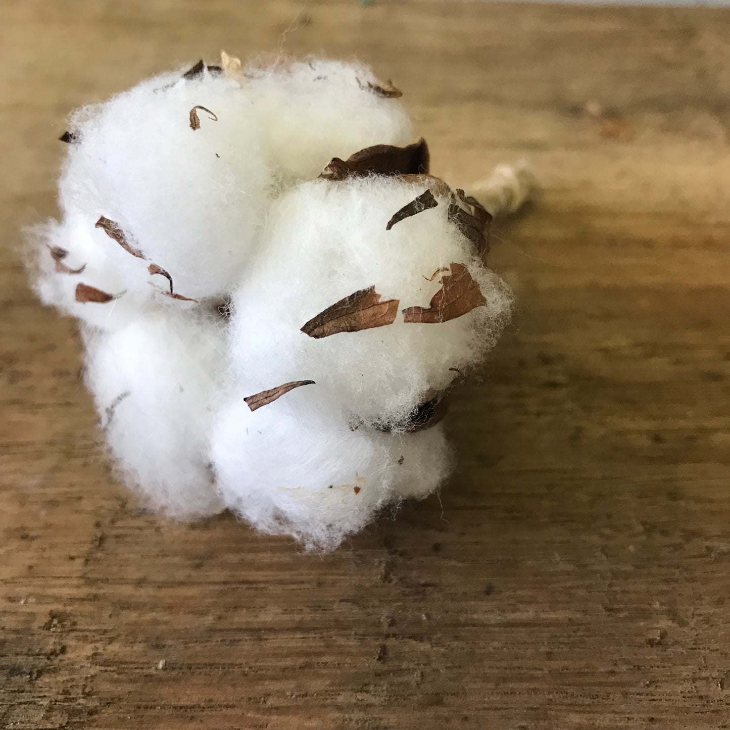 Cotton Flower Boutonnière - Wild Little Roses