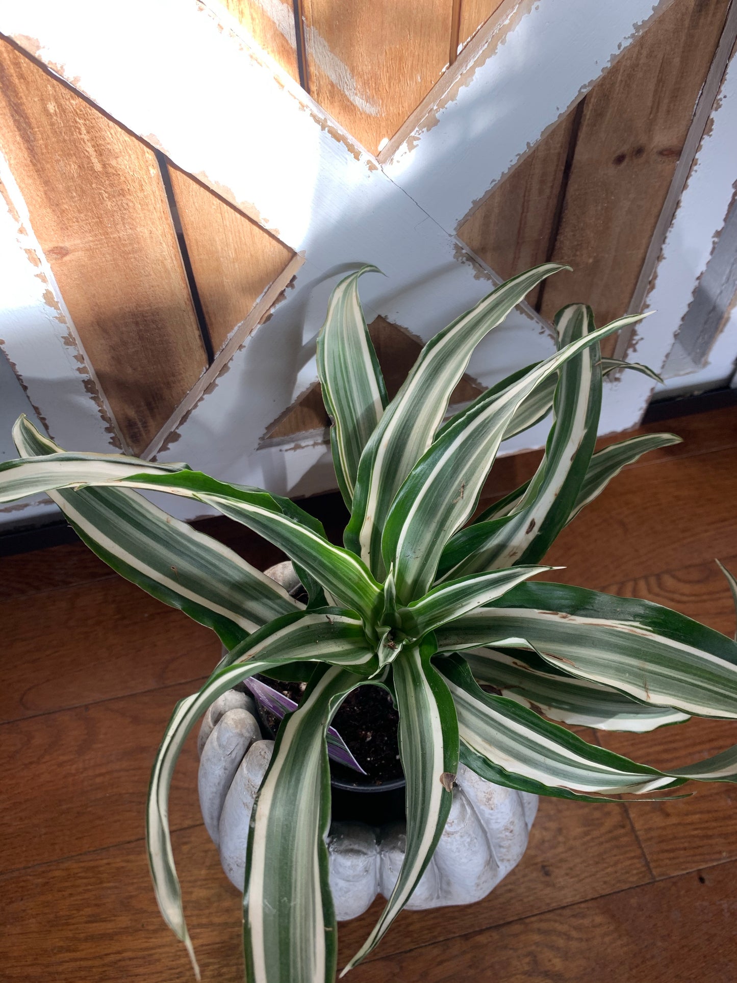 Tropicals