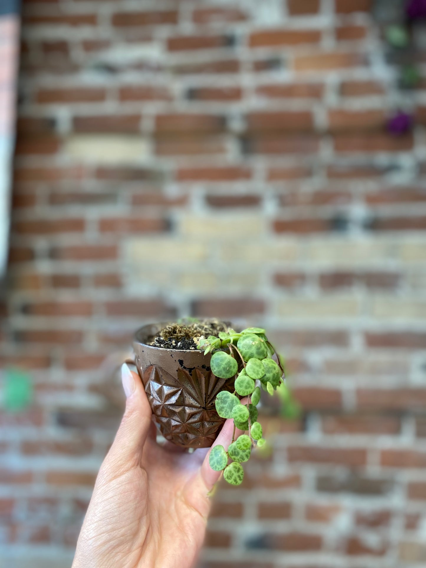 Succulent Teacup Planter