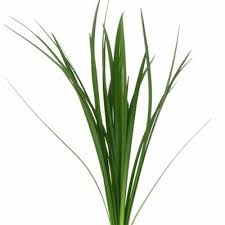 Lily Grass - Wild Little Roses