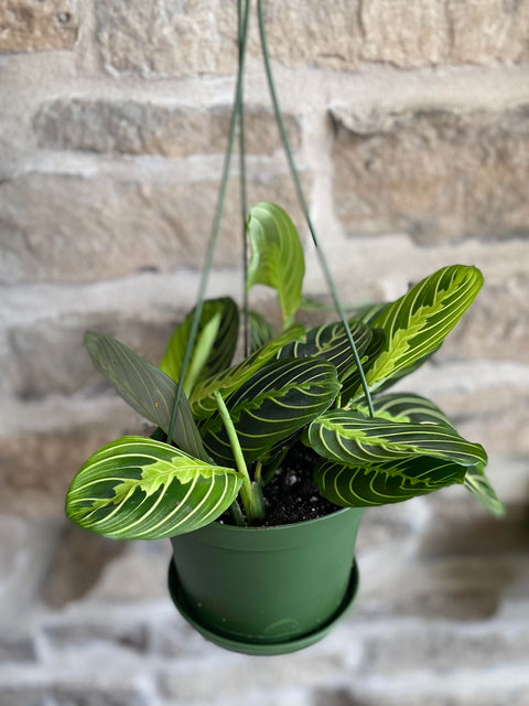 Maranta Prayer Plant 6"