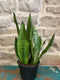6" Snake Plant