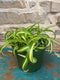 6 " Spider Plant