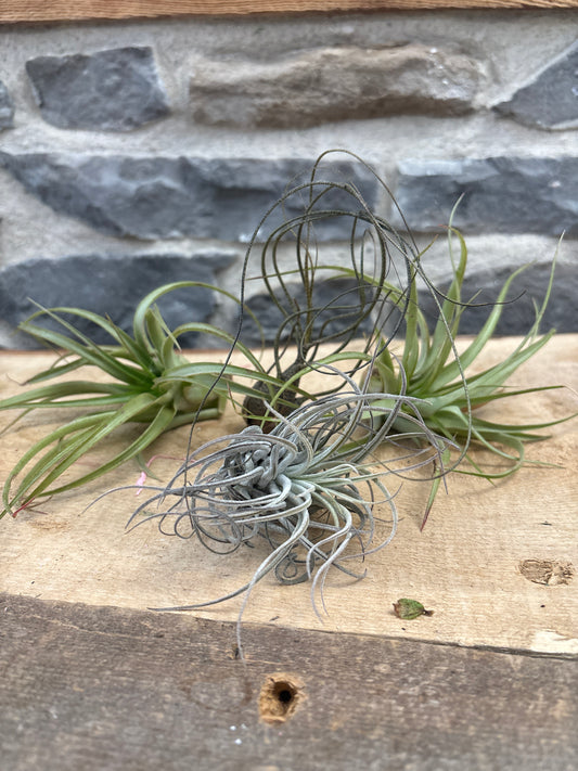 Large Air Plants