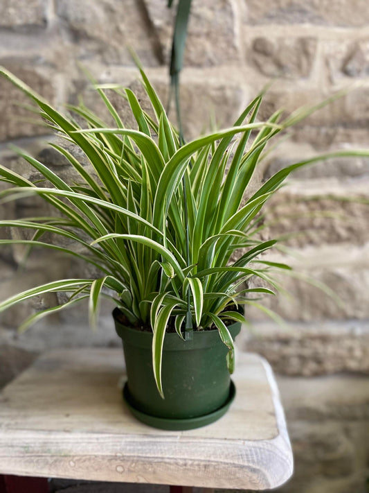 6" Hanging Spider Plant