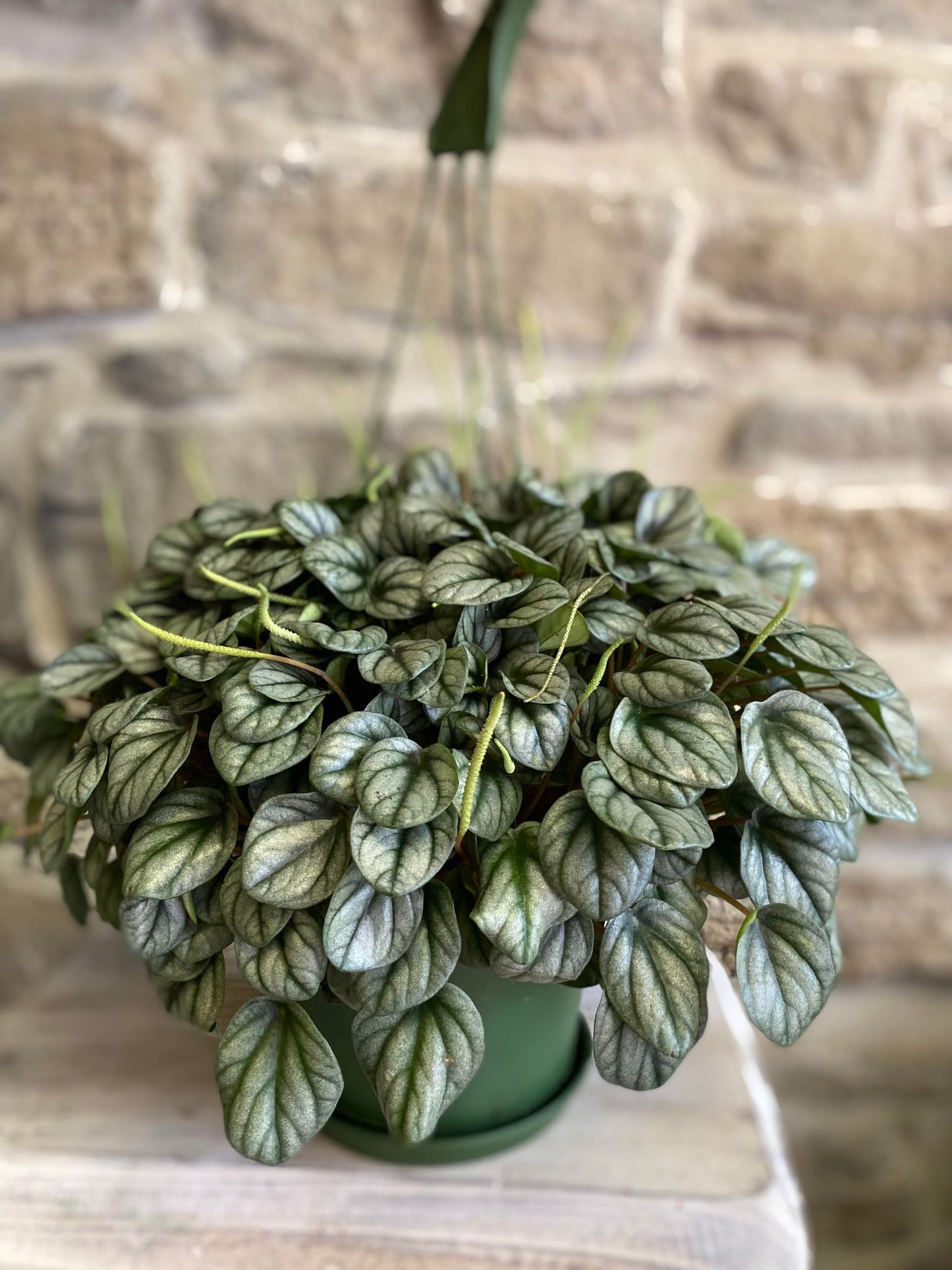 6" Hanging Peperomia Frost