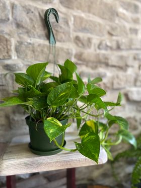 6 " Hanging Pothos