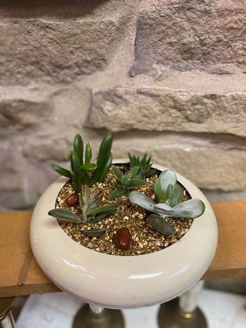 Stunning Succulent Dish