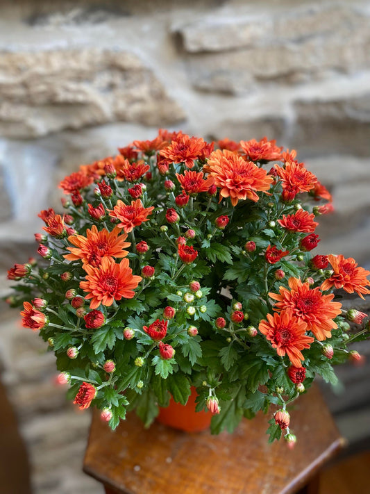 6" Fall Chrysanthemums