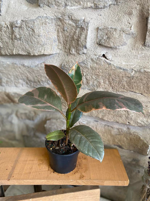 4" Ficus Pink Belize (Ficus elastica)