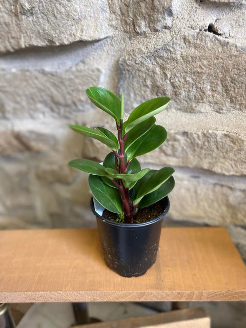 4" Peperomia obtusifolia