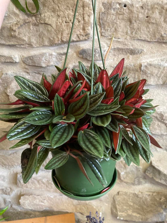 6.5" Hanging Peperomia Rosso