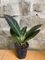 4" Croton Petra (Codiaeum variegatum)