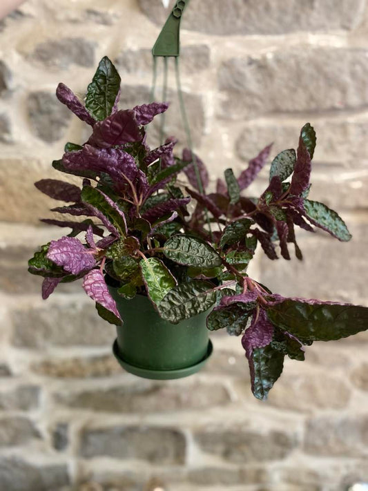 6" Purple Waffle Plant