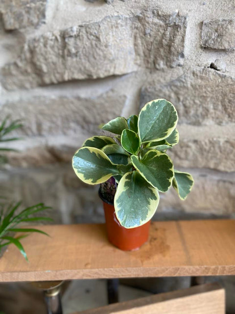 4" Variegated Peperomia Obtusifolia