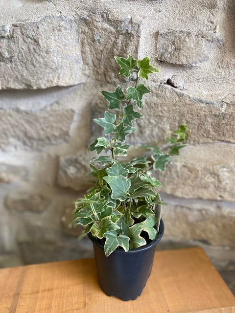4" Variegated Ivy Plant (Hedera helix)